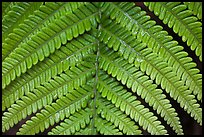 Tropical fern frond. Hawaii Volcanoes National Park ( color)