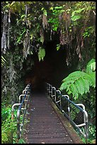 Boardwalk and entrance of Thurston lava tube. Hawaii Volcanoes National Park ( color)