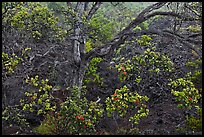 Ohia tree and lava flow. Hawaii Volcanoes National Park ( color)