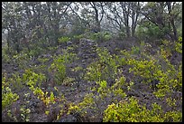 Shrub and trees growing over aa lava. Hawaii Volcanoes National Park ( color)