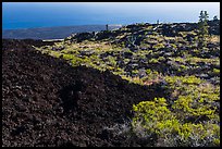Vegetation on Aa lava field edge. Hawaii Volcanoes National Park, Hawaii, USA. (color)