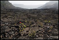 New growth on Kilauea Iki crater floor. Hawaii Volcanoes National Park ( color)
