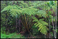 Giant ferns in Kipuka Puaulu old growth forest. Hawaii Volcanoes National Park ( color)