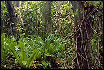 Ferns in coastal paleotropical rainforest near Saua, Tau Island. National Park of American Samoa ( color)