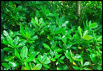 Leaves in tropical forest, Tutuila Island. National Park of American Samoa ( color)