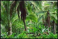 Mix of native and planted tropical plants, Tutuila Island. National Park of American Samoa