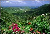 Tropical flowers and forest from Centerline road. Virgin Islands National Park ( color)