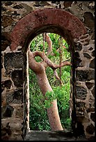 Trees through window of old sugar mill. Virgin Islands National Park ( color)