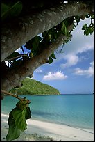 Noni tree (Morinda citrifolia) and beach, Maho Bay. Virgin Islands National Park, US Virgin Islands.