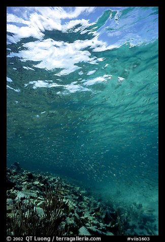 Water surface and fish over reef. Virgin Islands National Park, US Virgin Islands.