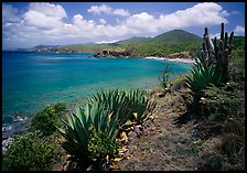 Agave and tropical turquoise waters on Ram Head. Virgin Islands National Park, US Virgin Islands.