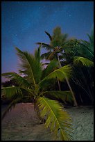 Palm trees and starry sky, Salomon Beach. Virgin Islands National Park, US Virgin Islands.