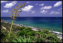 Centenial flower and ocean on Ram Head. Virgin Islands National Park, US Virgin Islands.