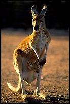 Female Kangaroo with joey in pocket. Australia (color)