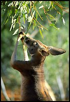 Kangaroo reaching for leaves. Australia (color)