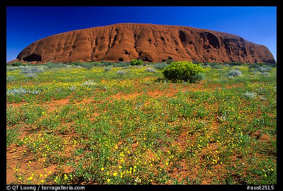 Flowers and Ayers Rock. Uluru-Kata Tjuta National Park, Northern Territories, Australia