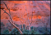 Trees at the base of the Olgas. Olgas, Uluru-Kata Tjuta National Park, Northern Territories, Australia (color)
