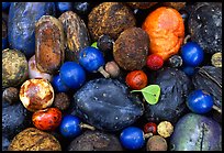 Rainforest fruits, Cape Tribulation. Queensland, Australia ( color)