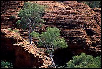 Trees and rock wall in Kings Canyon,  Watarrka National Park. Northern Territories, Australia ( color)