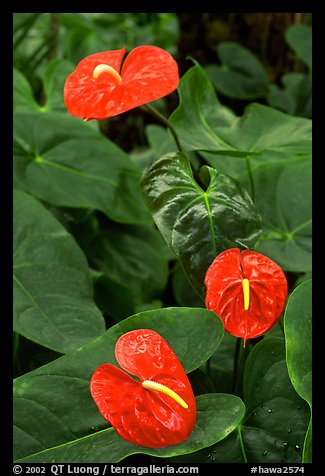 Red Anthurium Flowers. Big Island, Hawaii, USA
