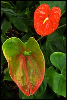 Anthurium Flowers. Big Island, Hawaii, USA