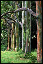 Rainbow Eucalyptus trees. Maui, Hawaii, USA