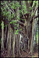 Bayan tree in Kipahulu. Maui, Hawaii, USA (color)