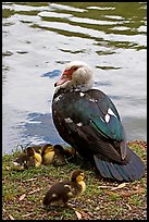 Duck and chicks, Byodo-In temple gardens. Oahu island, Hawaii, USA (color)