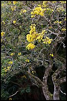 Tree with yellow blooms. Oahu island, Hawaii, USA