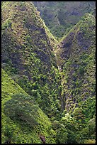 Steep walls covered with vegetation, Koolau Mountains. Oahu island, Hawaii, USA ( color)