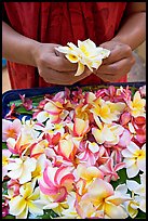 Hands holding fresh flowers, while making a lei, International Marketplace. Waikiki, Honolulu, Oahu island, Hawaii, USA ( color)