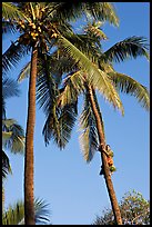 Coconut trees, with Samoan man climbing. Polynesian Cultural Center, Oahu island, Hawaii, USA (color)