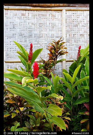 Wild ginger flower and wall of hut. Polynesian Cultural Center, Oahu island, Hawaii, USA