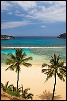 Palm trees and beach with no people, Hanauma Bay. Oahu island, Hawaii, USA ( color)