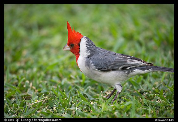 Redhead Birds - Anal Mom Pics