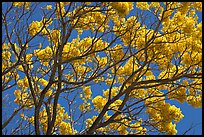 Yellow trumpet tree branches. Kauai island, Hawaii, USA (color)