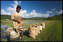 Plantation worker and bags of taro, Hanalei Valley, afternoon. Kauai island, Hawaii, USA