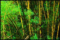Bamboo trunks and leaves. Akaka Falls State Park, Big Island, Hawaii, USA