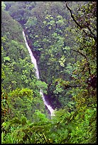 Kahuna Falls (400 feet high). Akaka Falls State Park, Big Island, Hawaii, USA
