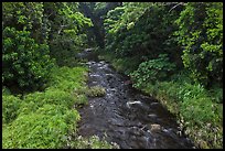 Creek through tropical forest. Maui, Hawaii, USA ( color)