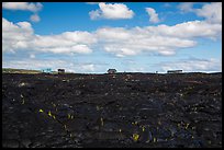 Houses on fresh lava field, Kalapana. Big Island, Hawaii, USA ( color)