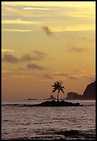 Coconut tree on islet, Leone Bay, sunset. Tutuila, American Samoa