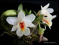 Dendrobium chrystianum. A species orchid (color)