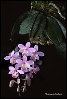 Phalaenopsis lindenii. A species orchid ( color)