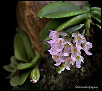 Schoenorchis fragrans. A species orchid ( color)