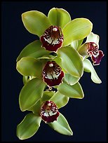 Cymbidium Atlantic Crossing 'Featherhill'. A hybrid orchid ( color)