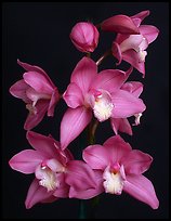 Cymbidium Baltic Sweetheart 'Sarah'. A hybrid orchid ( color)