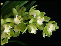 Cymbidium Green Sour 'Fresh'. A hybrid orchid ( color)