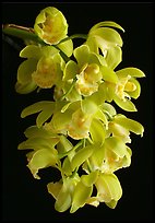 Cymbidium Mini Mary 'Grenadier'. A hybrid orchid ( color)