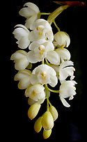 Cymbidium Mini Sarah 'Pearl Fall'. A hybrid orchid ( color)
